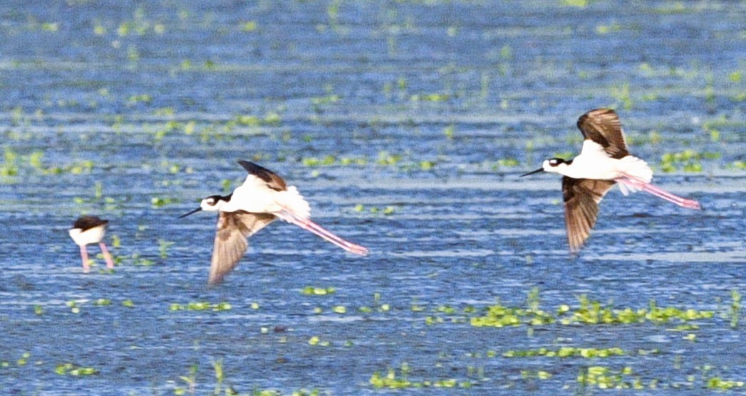 Black-necked Stilt - ML659516973