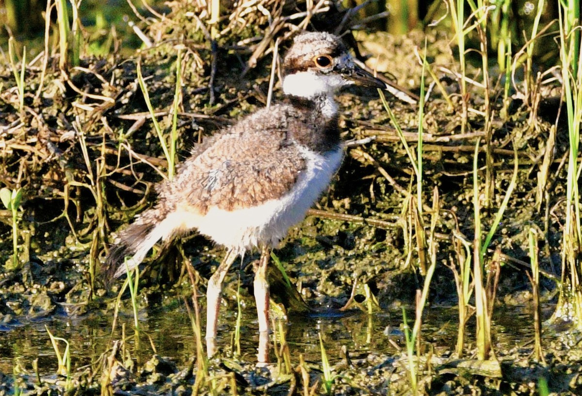 Killdeer - ML659516992