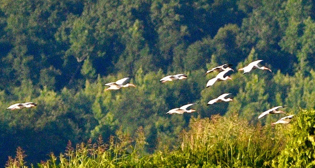 White Ibis - ML659517022