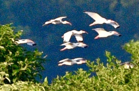 White Ibis - ML659517034