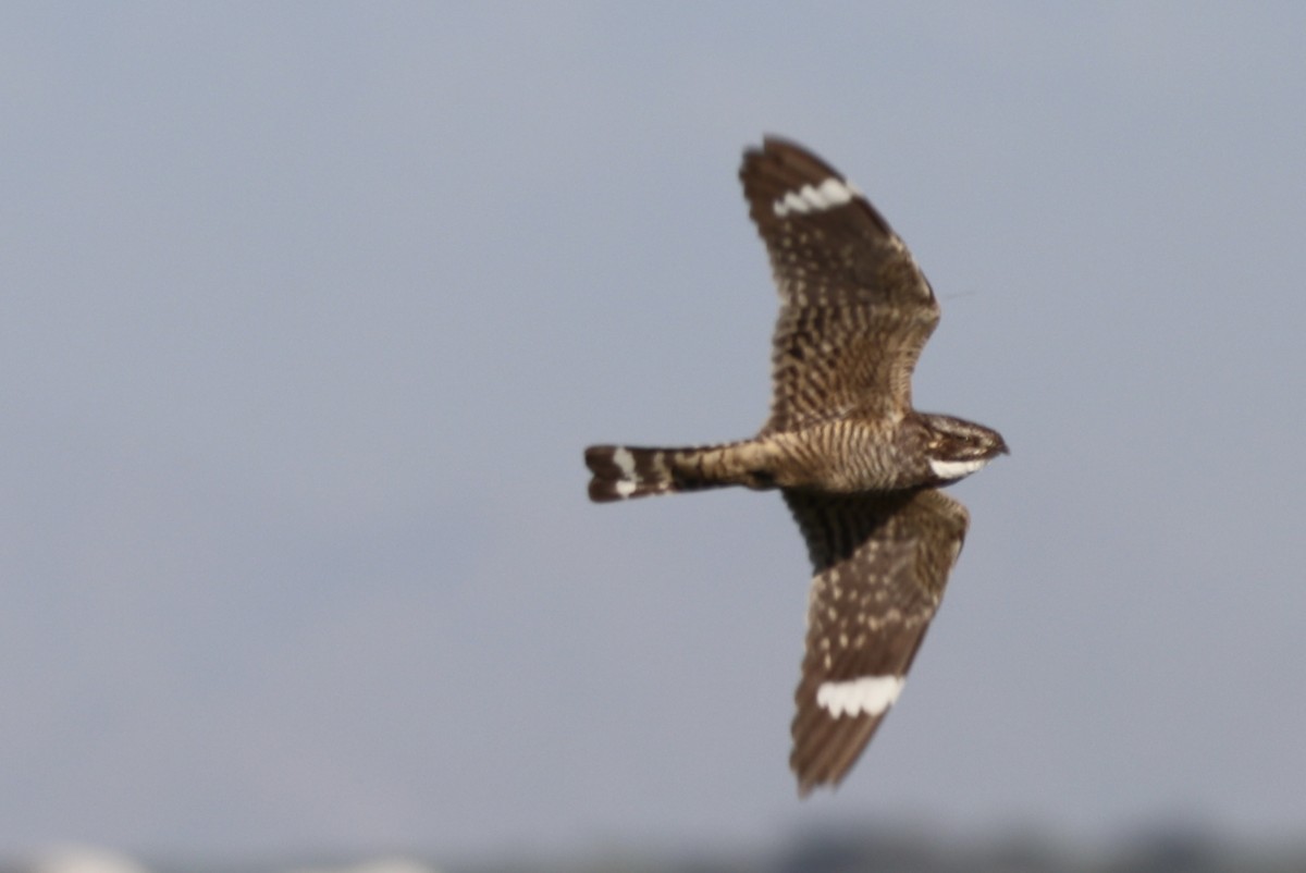 Lesser Nighthawk - ML659517045