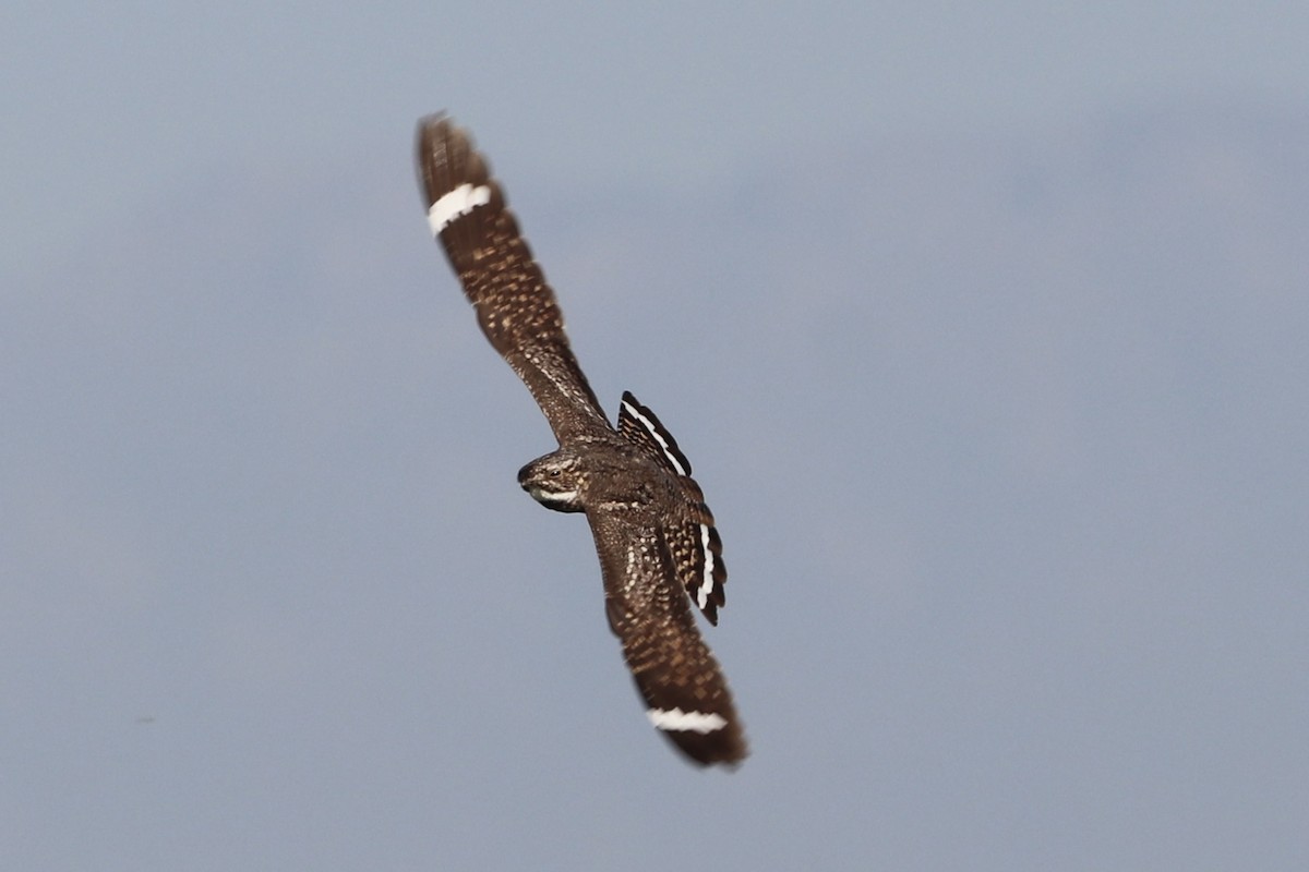 Lesser Nighthawk - ML659517046