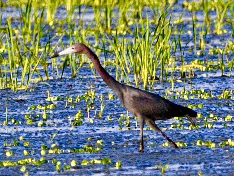 Little Blue Heron - ML659517073