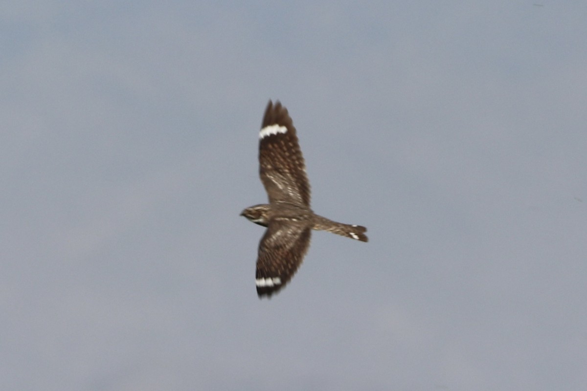 Lesser Nighthawk - ML659517089