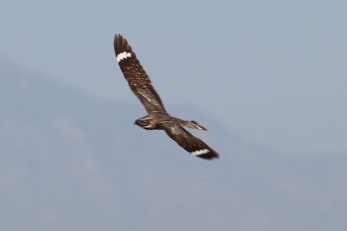 Lesser Nighthawk - ML659517090