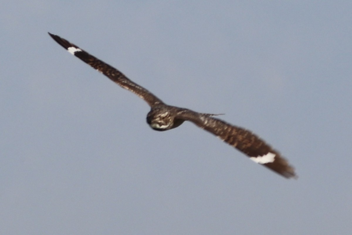 Lesser Nighthawk - ML659517091