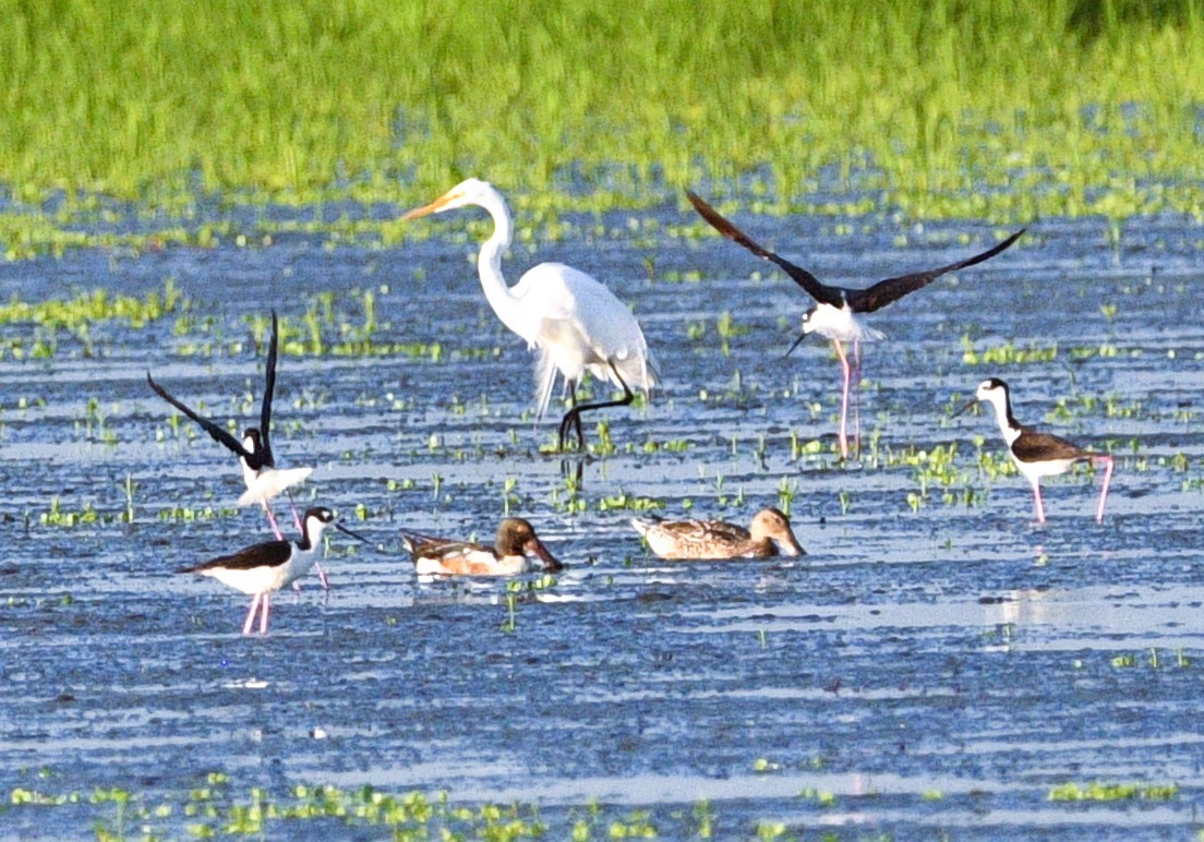 Great Egret - ML659517096