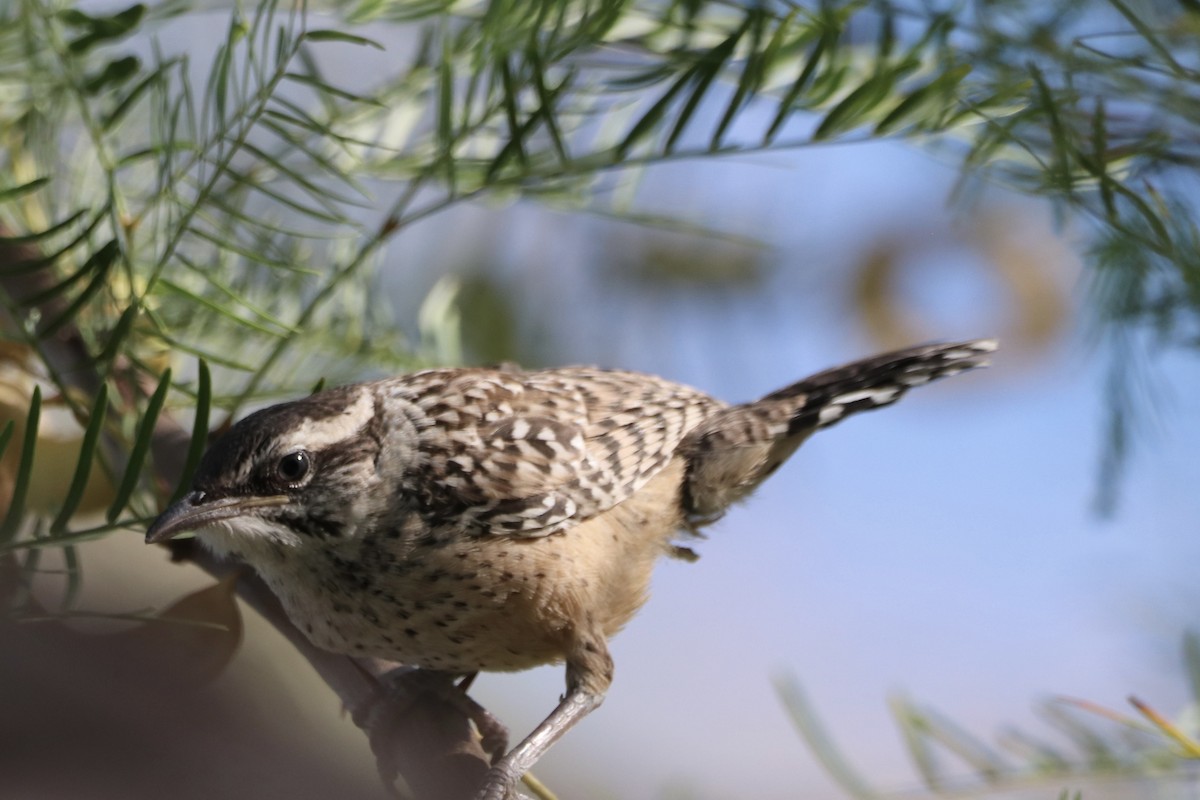 Cactus Wren - ML659517155