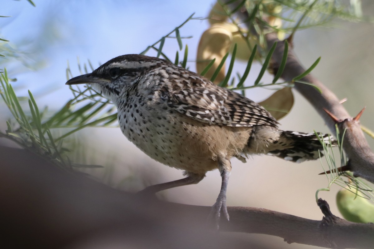 Cactus Wren - ML659517156