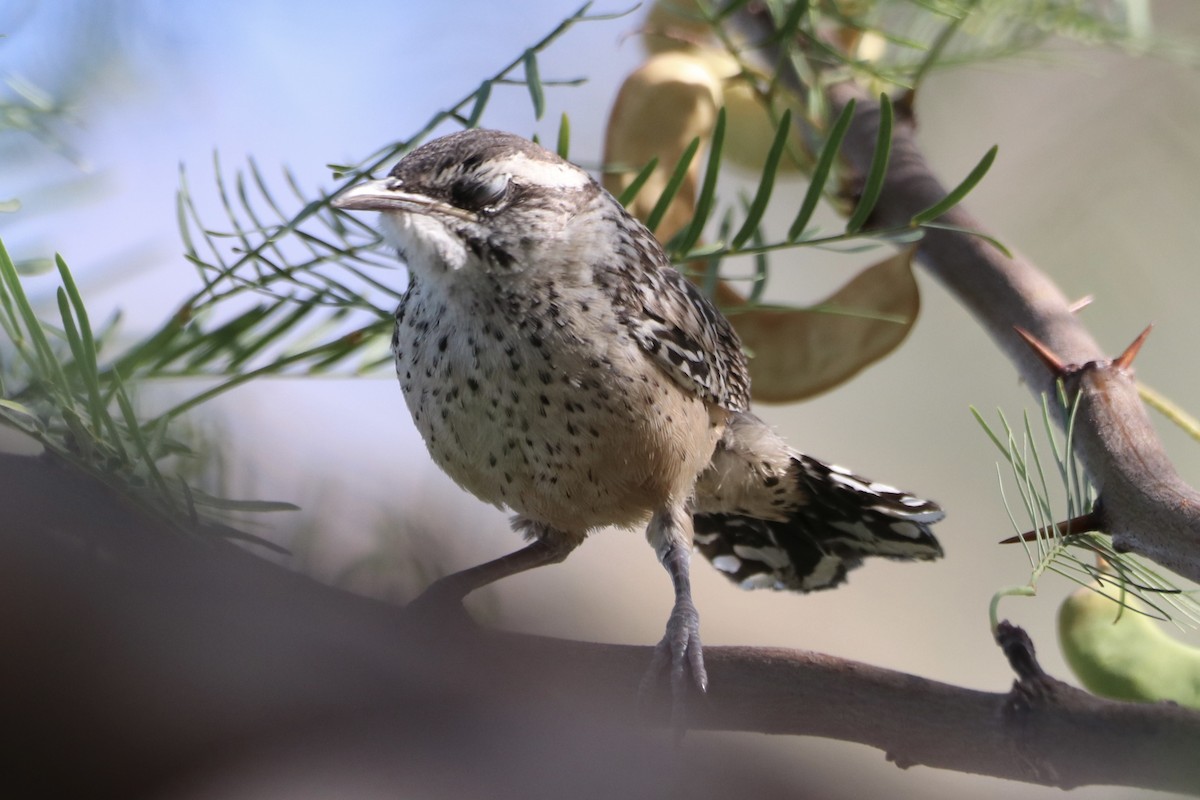 Cactus Wren - ML659517157
