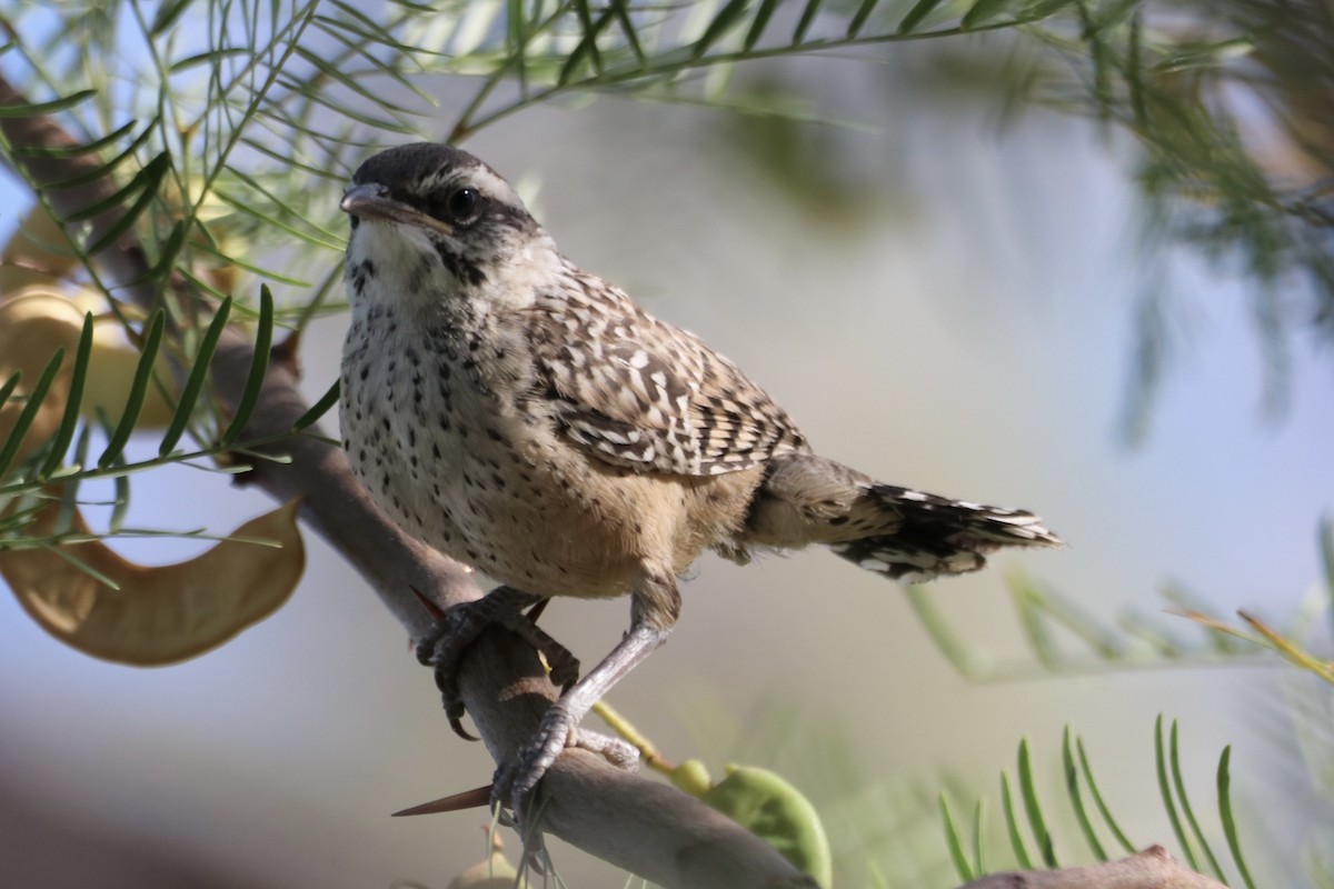 Cactus Wren - ML659517158