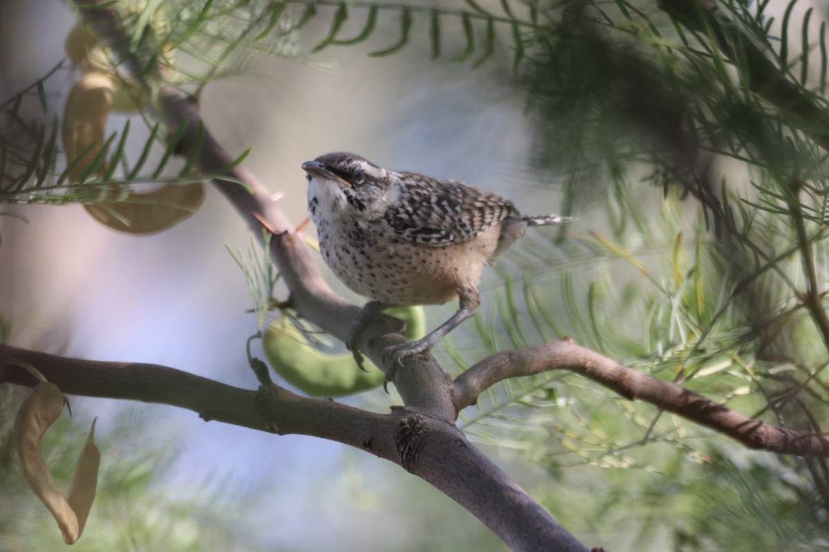Cactus Wren - ML659517159