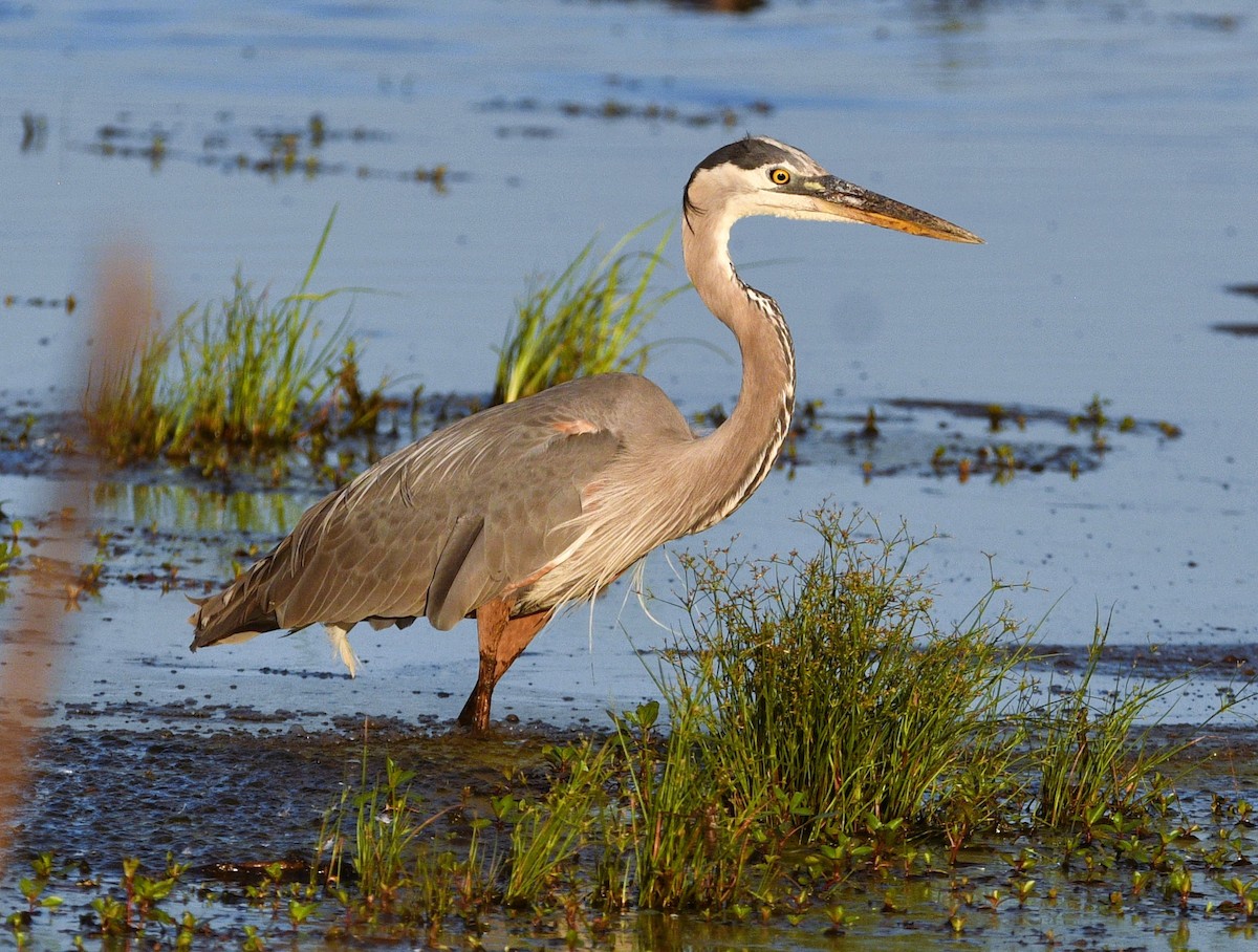 Great Blue Heron - ML659517240