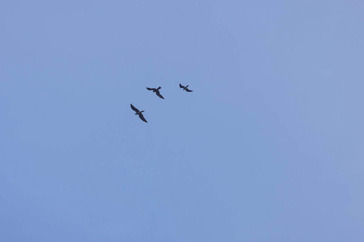 Mississippi Kite - ML659517242