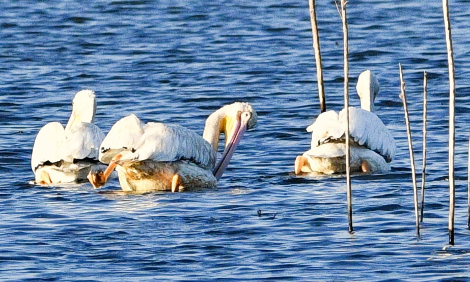 American White Pelican - ML659517257