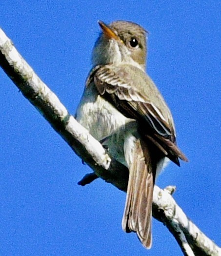 Eastern Wood-Pewee - ML659517308