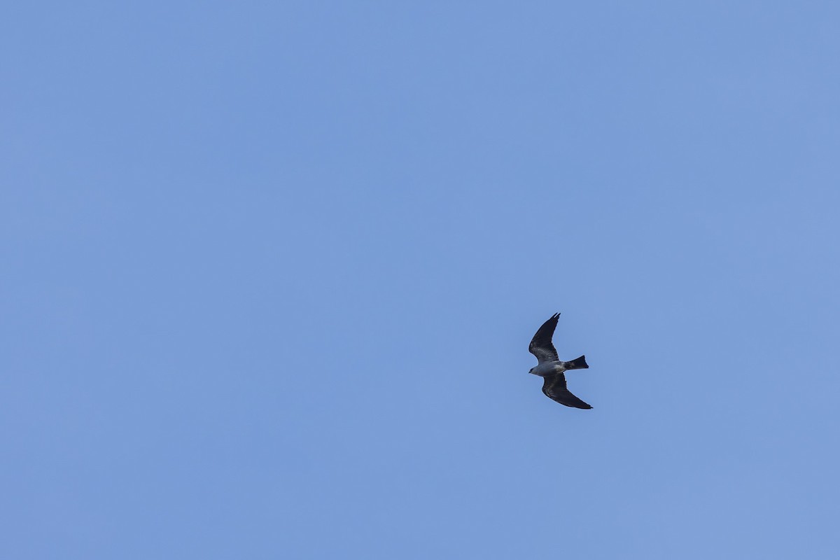 Mississippi Kite - ML659517322