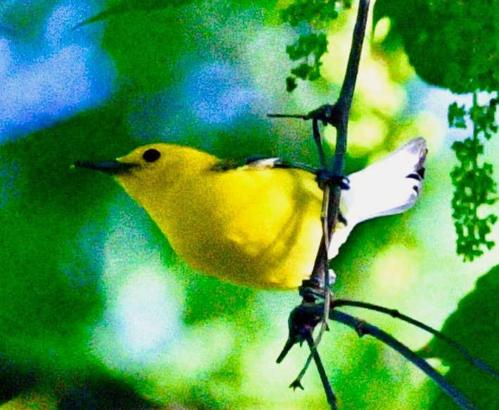 Prothonotary Warbler - ML659517331
