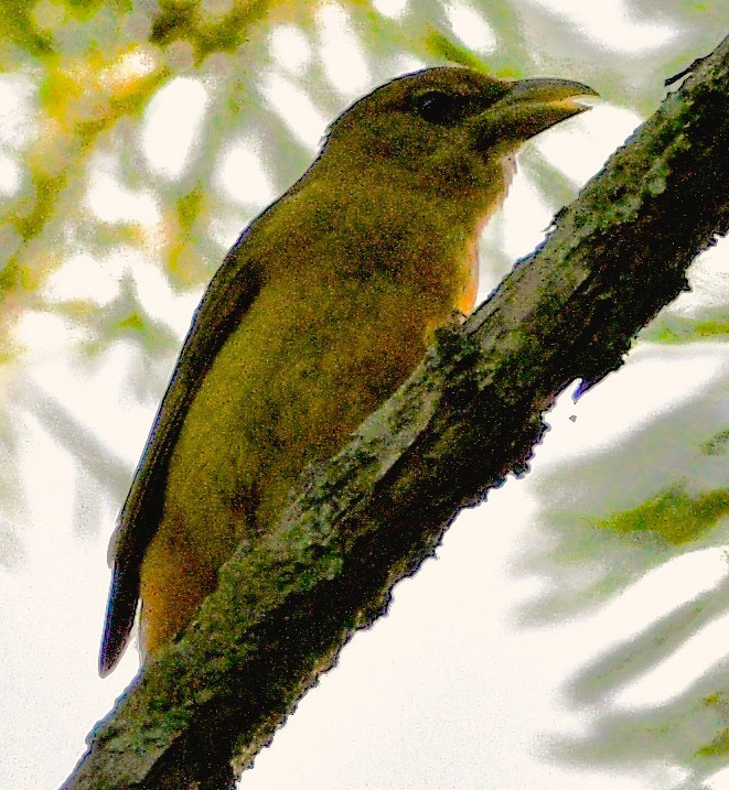 Summer Tanager - ML659517343