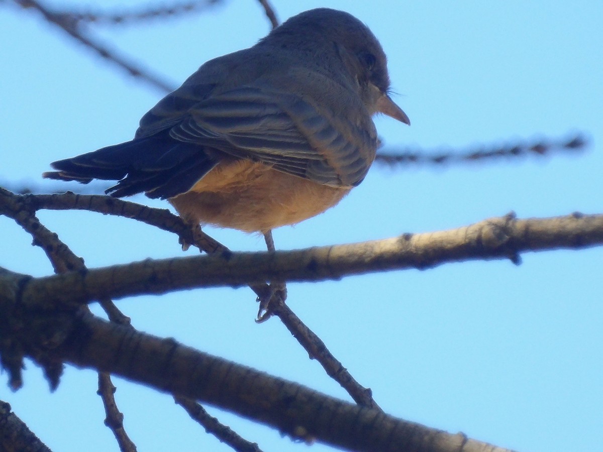 Say's Phoebe - ML659517389