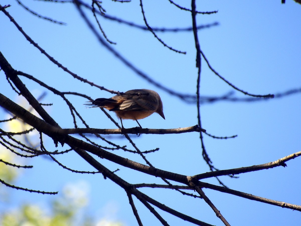 Say's Phoebe - ML659517428