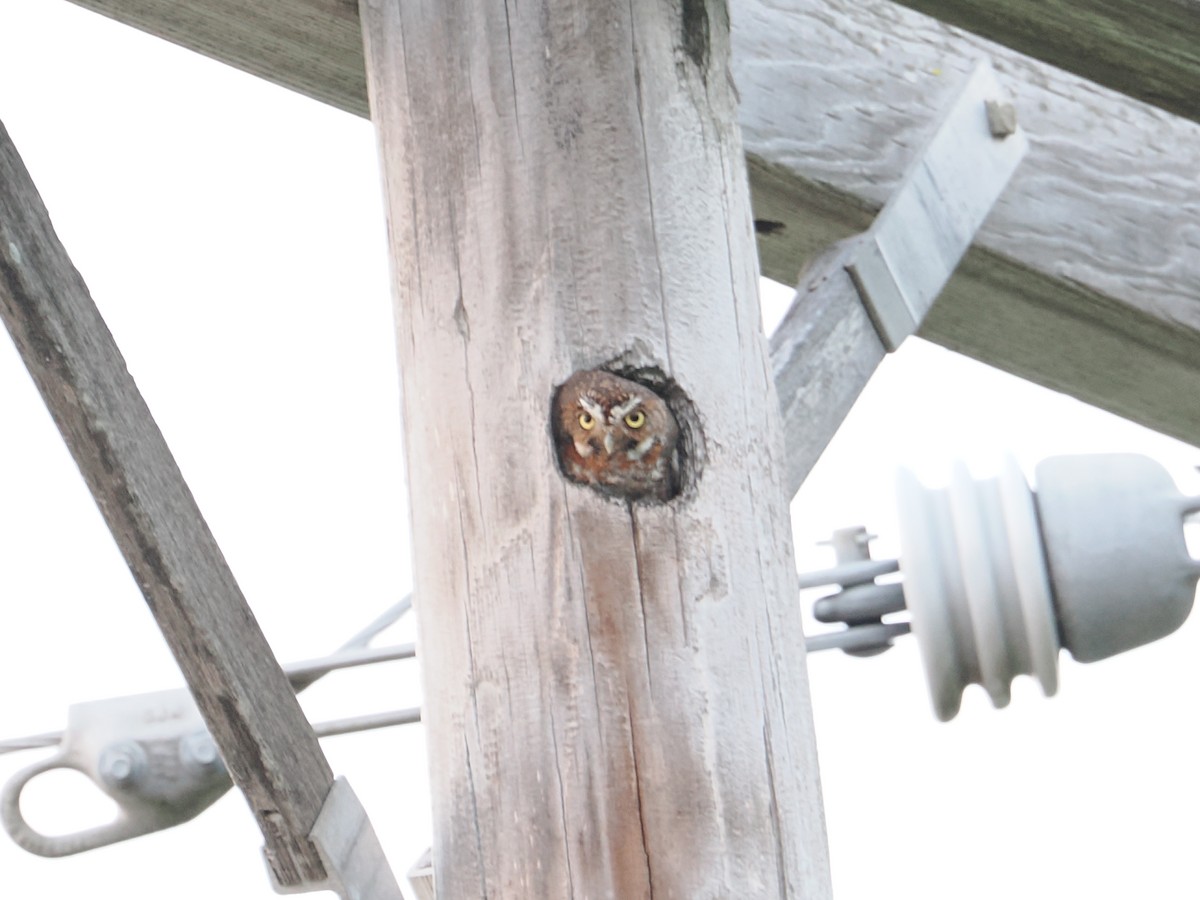 Elf Owl - ML659517625