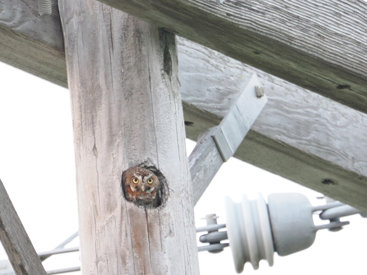 Elf Owl - ML659517626
