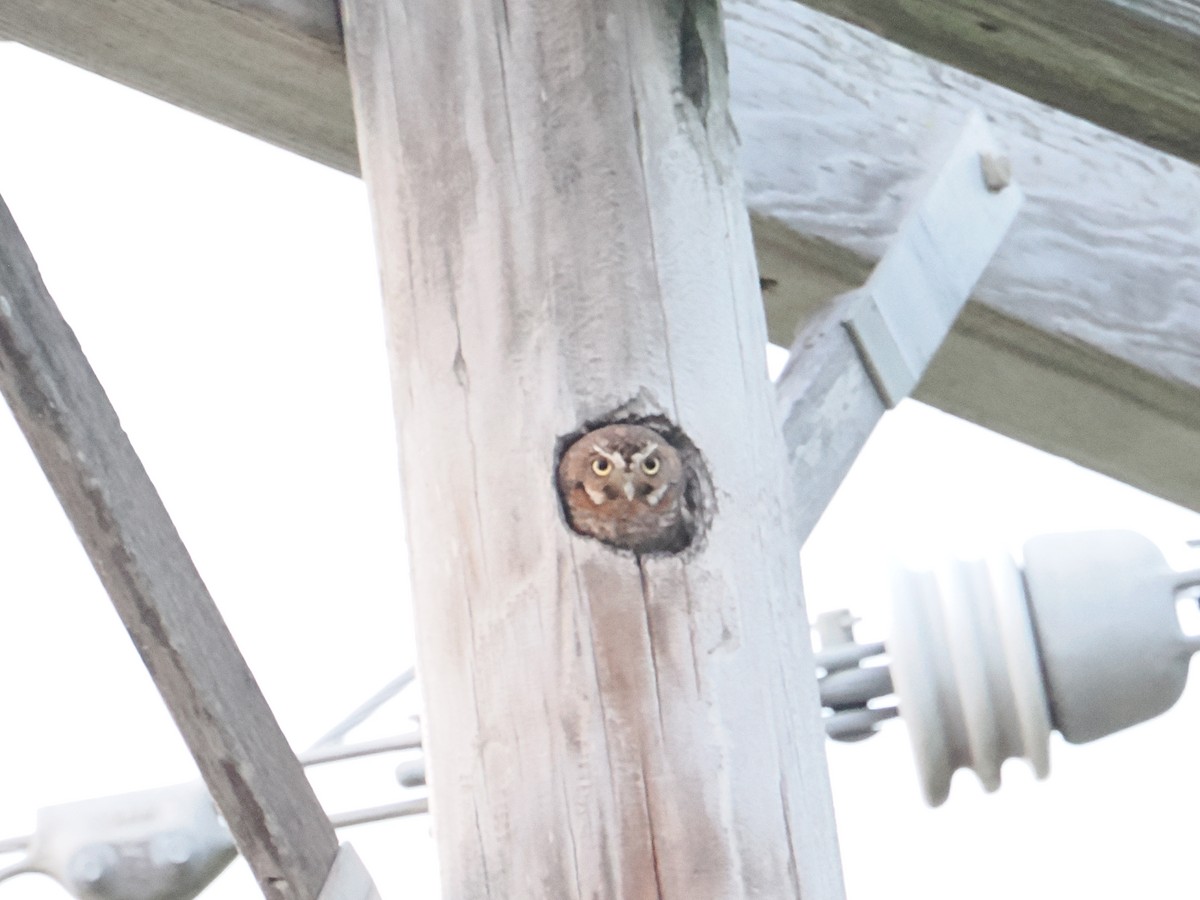 Elf Owl - ML659517627