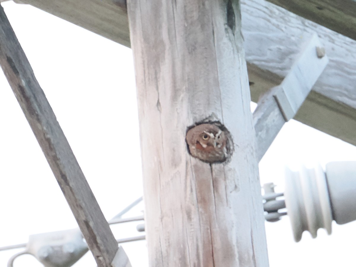 Elf Owl - ML659517628