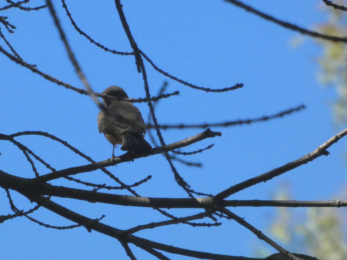 Say's Phoebe - ML659517659