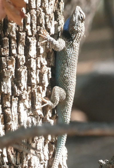 Clark's Spiny Lizard - ML659518736
