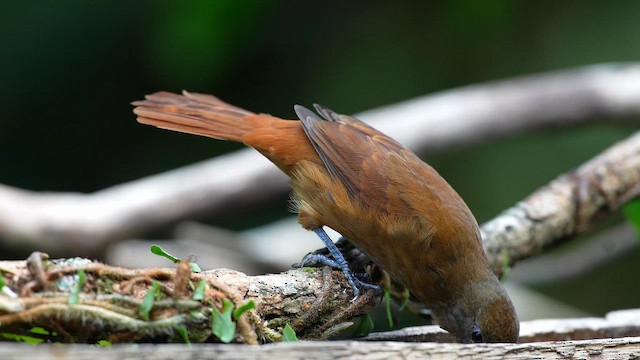 Ruby-crowned Tanager - ML659519153