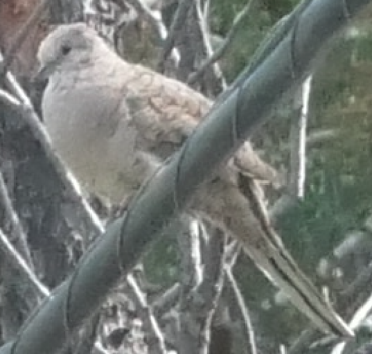 Inca Dove - ML659519202