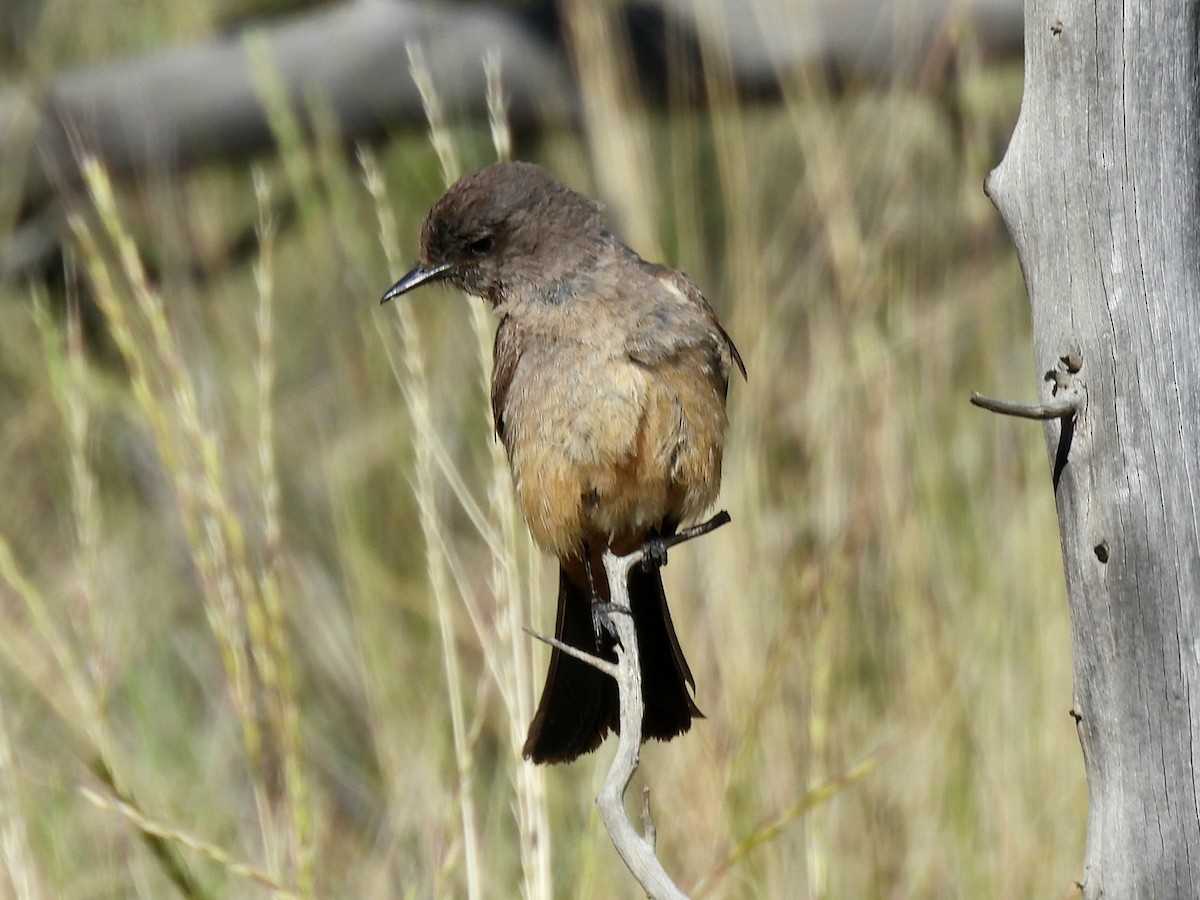 Say's Phoebe - ML659519394