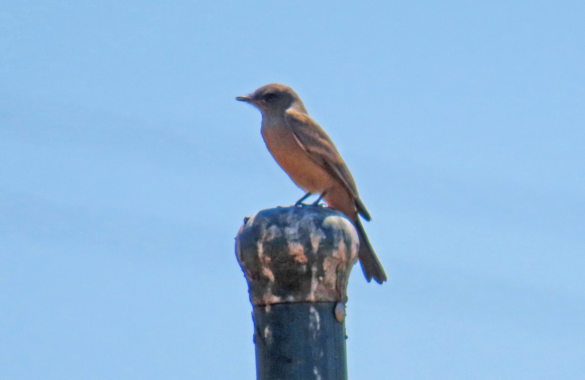 Say's Phoebe - ML659519443