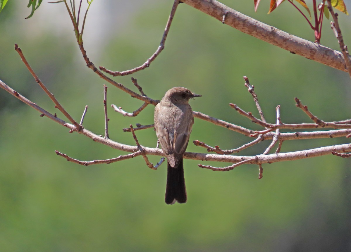 Say's Phoebe - ML659519445