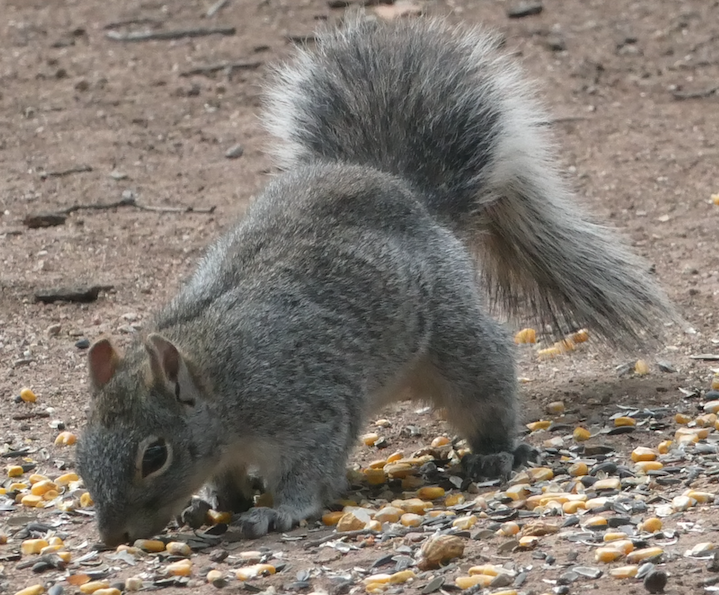 Arizona Gray Squirrel - ML659519672