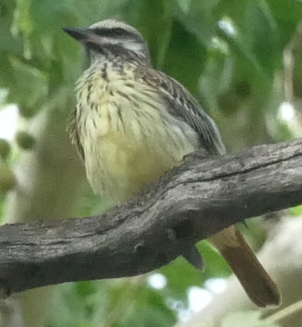 Sulphur-bellied Flycatcher - ML659519716