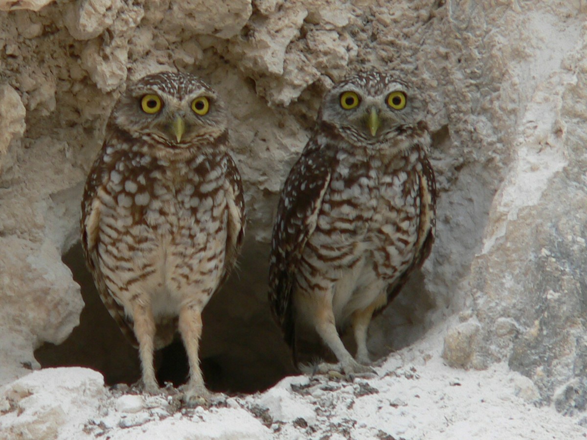 Burrowing Owl - ML659519817