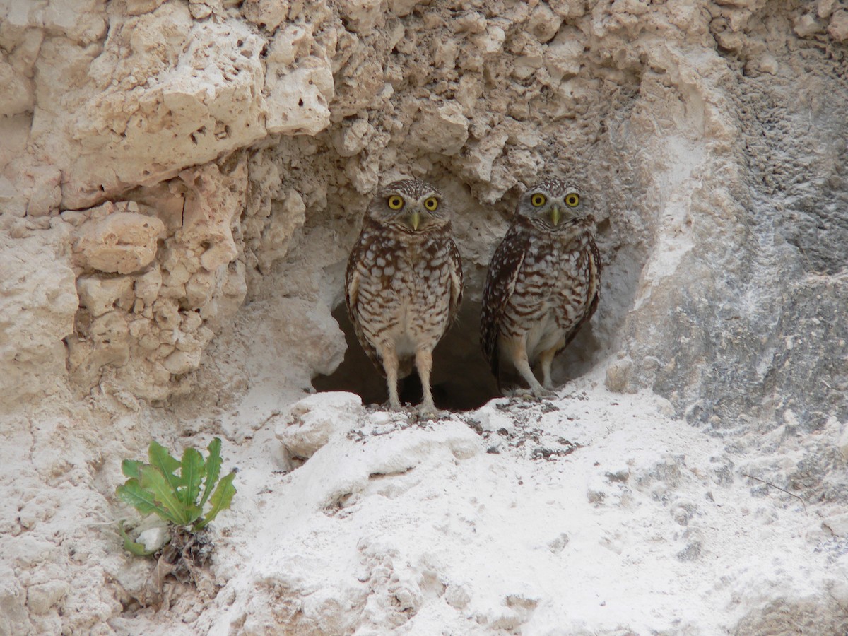 Burrowing Owl - ML659519818