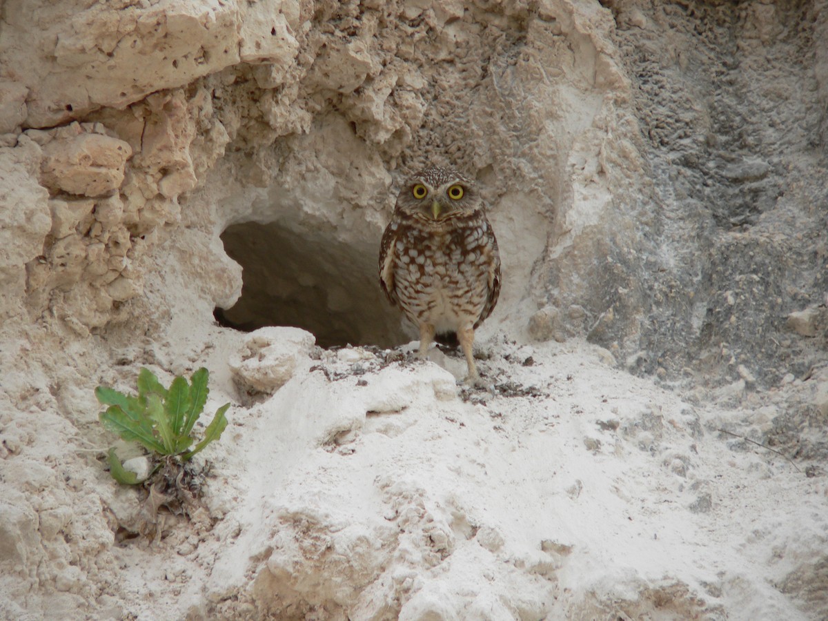 Burrowing Owl - ML659519819