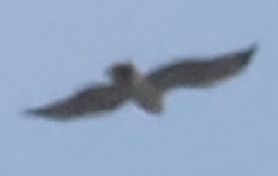 Gray Hawk - ML659519831