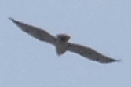 Gray Hawk - ML659519838