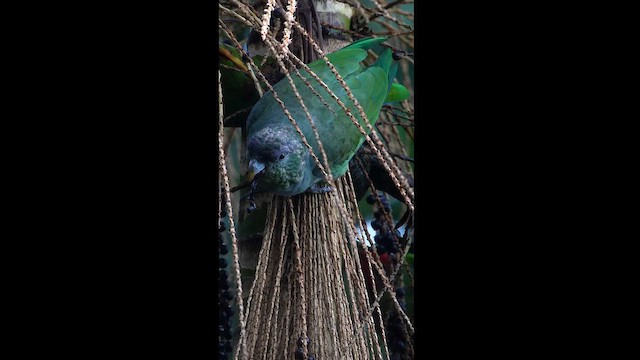 Scaly-headed Parrot - ML659519843
