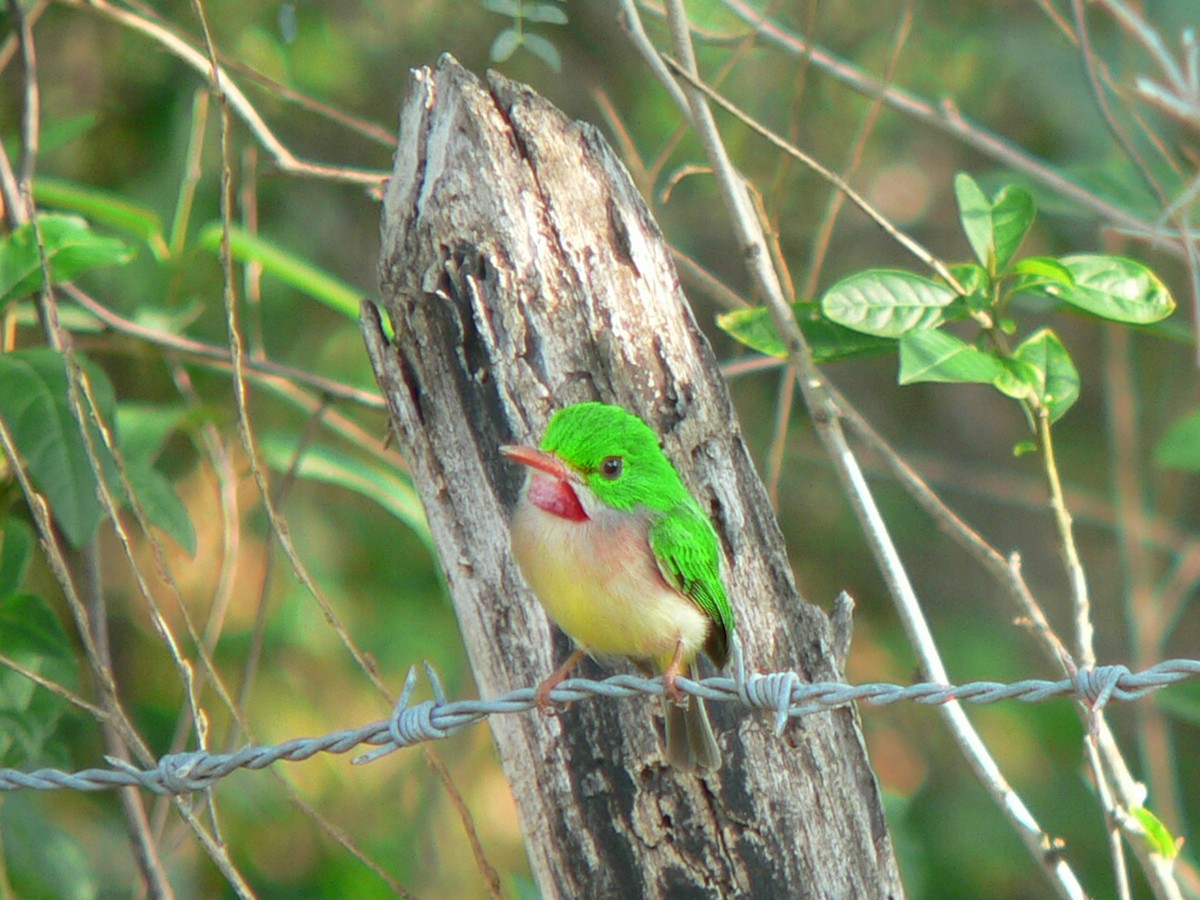 Broad-billed Tody - ML659519903