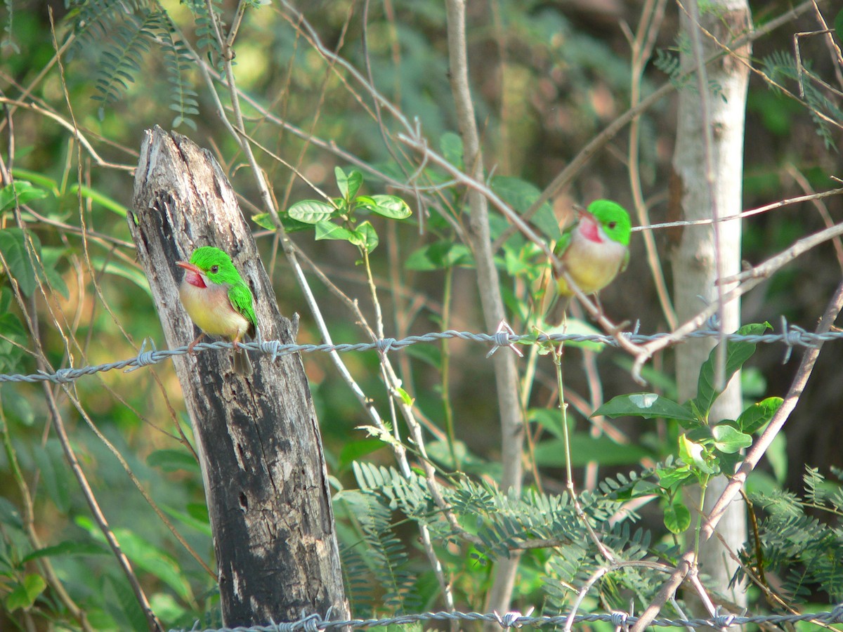 Broad-billed Tody - ML659519904