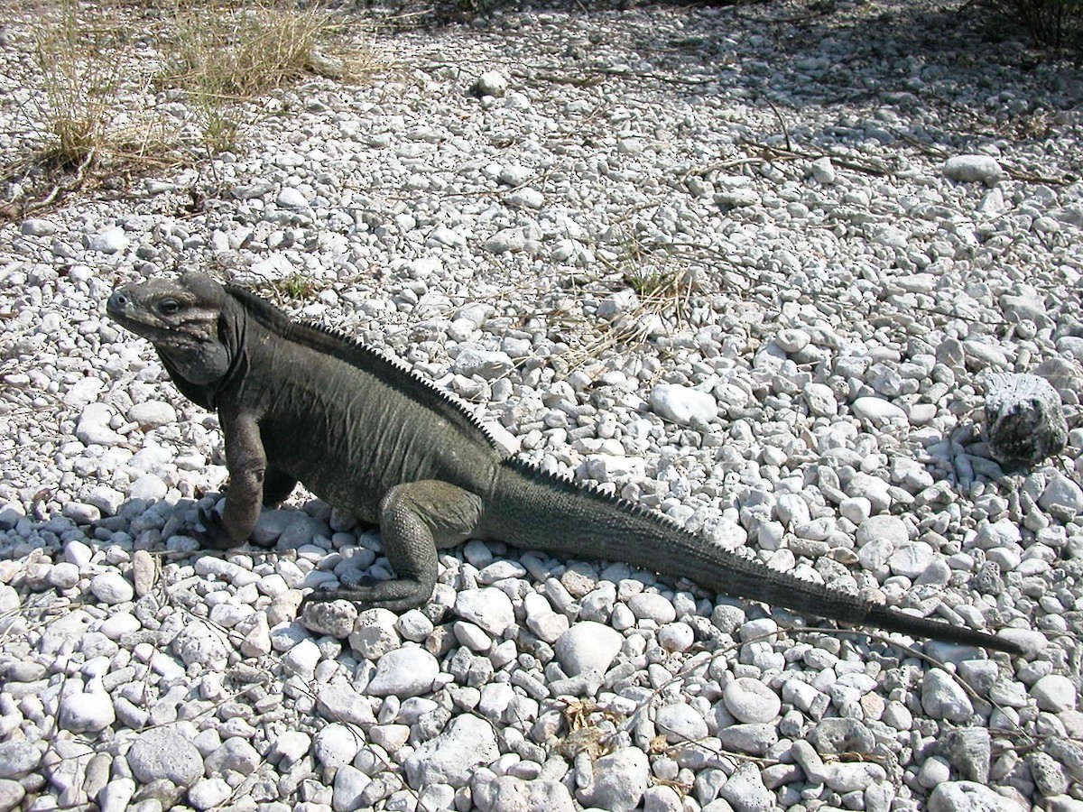Rhinoceros Iguana - ML659519979