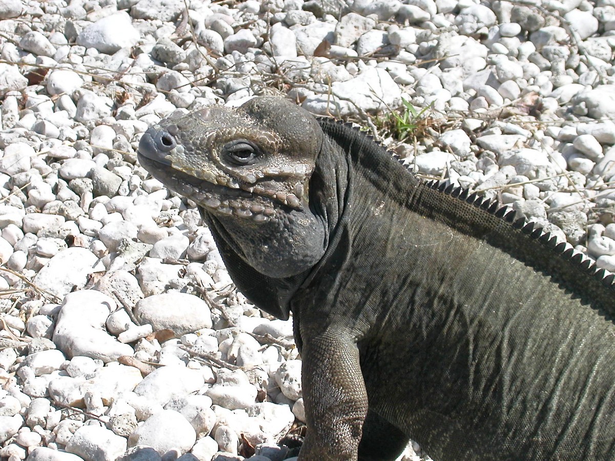 Rhinoceros Iguana - ML659519980