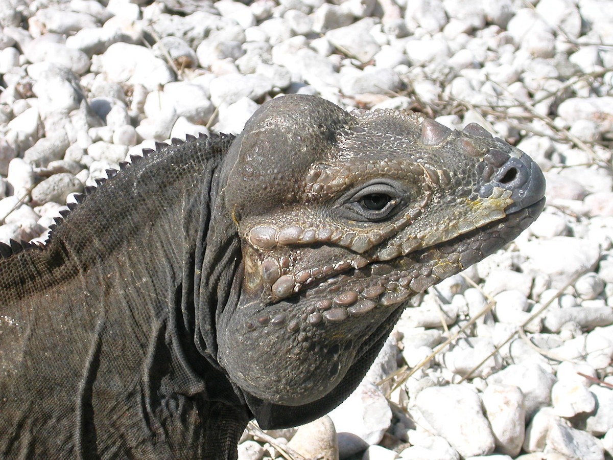 Rhinoceros Iguana - ML659519981