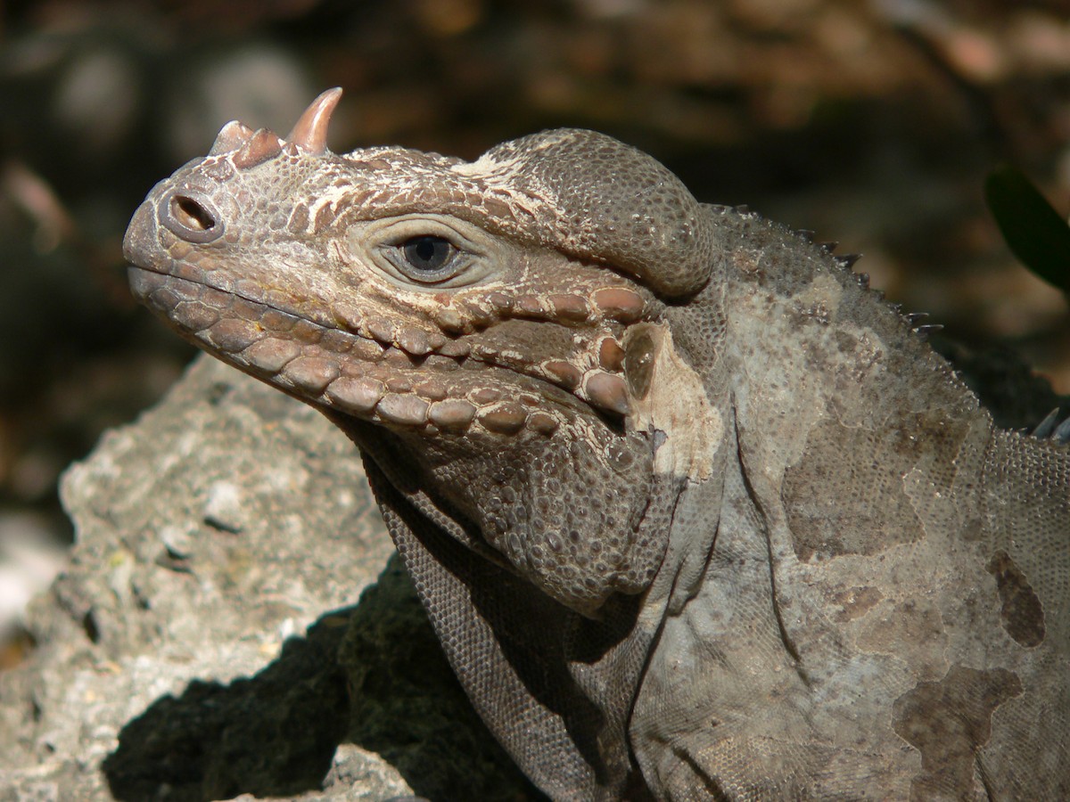 Rhinoceros Iguana - ML659519982